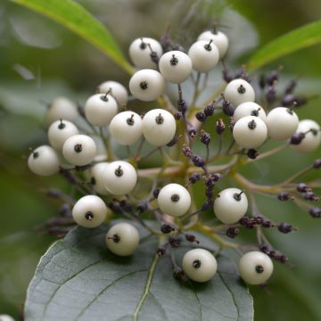 Cornus sericea Baileyi - Cornouiller stolonifère.