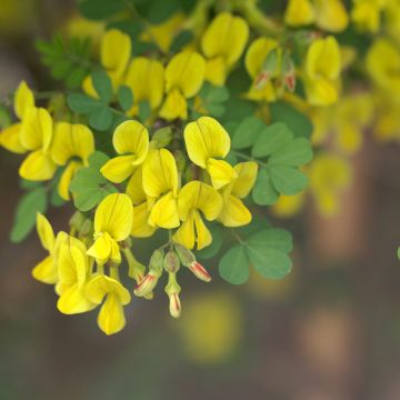 Hippocrepis (Coronilla) emerus - Coronille des jardins.