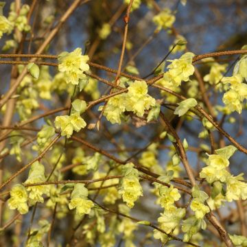 Corylopsis willmottiae Spring Purple - Faux noisetier de Chine à feuilles pourpres