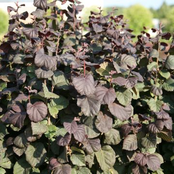 Noisetier tortueux pourpre - Corylus avellana Red Majestic