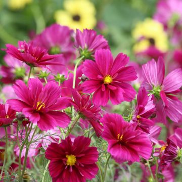 Graines de Cosmos à grandes fleurs Rubenza - Cosmos bipinnatus