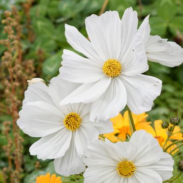 Cosmos Sonata Blanc