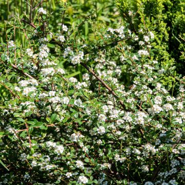 Cotoneaster dammeri Major - Cotoneaster de Dammer