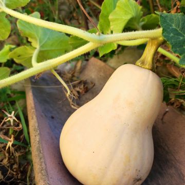 Courge butternut Zenith F1 - Cucurbita moschata
