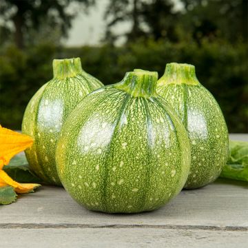 Courgette de Nice à fruit rond AB - Ferme de Sainte Marthe