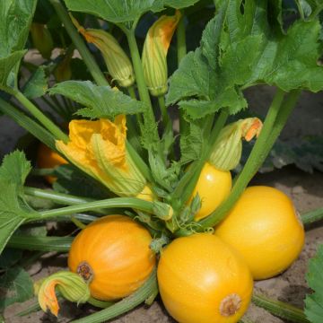Courgette One Ball F1 ronde jaune - Cucurbita pepo
