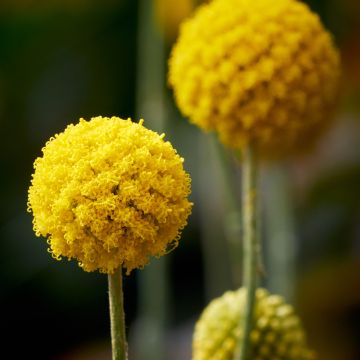 Echinops sphaerocephalus, Boule azurée