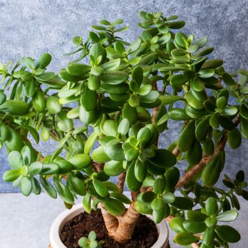 Crassula ovata - Arbre de Jade