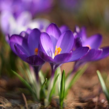 Crocus tommasinianus - Crocus de Thomas
