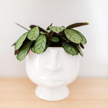 Ctenanthe Amagris