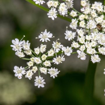 Cumin - Cuminum Cyminum