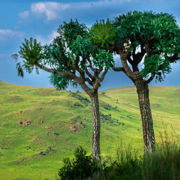 Aralia elata - Angélique en arbre du Japon