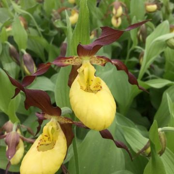 Cypripedium calceolus - Sabot de Venus