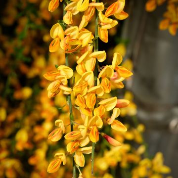Cytisus scoparius Apricot Gem - Genêt à balais