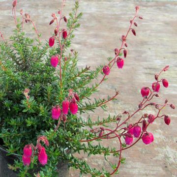 Daboecia cantabrica Waley's Red - Bruyère de Saint Daboec