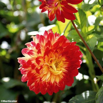 Dahlia Dynastie