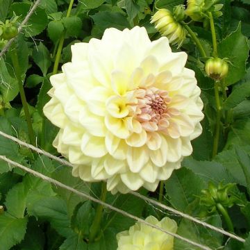 Dahlia Alloway Cottage