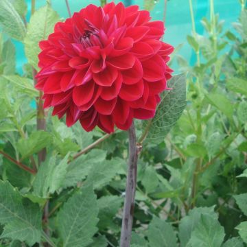 Dahlia décoratif Anne Cornelia