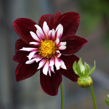Dahlia Collerette Teesbrook Audrey