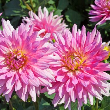 Dahlia Dalina® Maxi Bonita - Dahlia des Jardins double