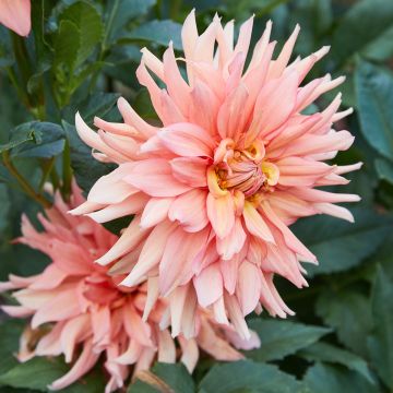 Dahlia géant Café Au Lait Royal 