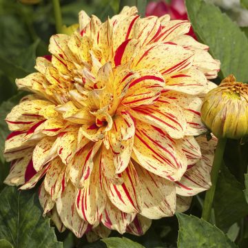 Dahlia decoratif Neo