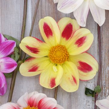 Dahlia paysage Schippers Bronze