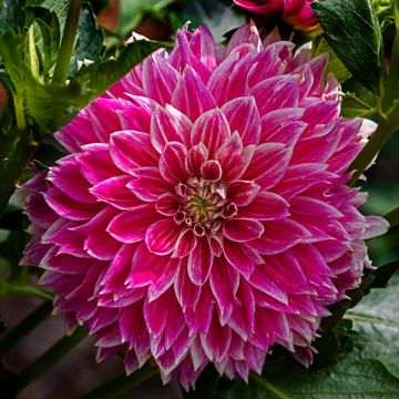 Dahlia Deuil du Roi Albert