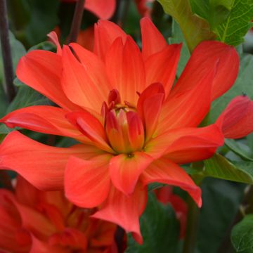 Dahlia décoratif Tour du Monde