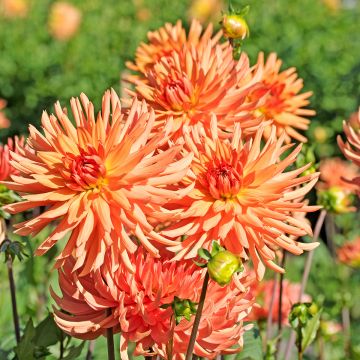 Dahlia Cactus Park Record