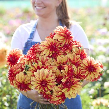 Dahlia décoratif Erna Panzer