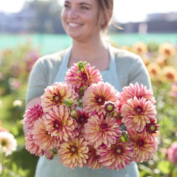 Dahlia décoratif Erna Panzer