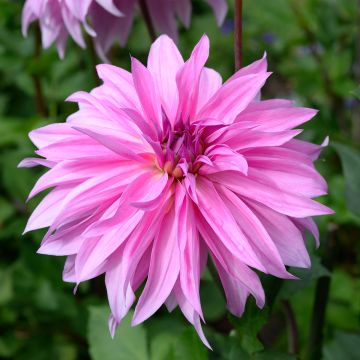 Dahlia Babyloon Rose