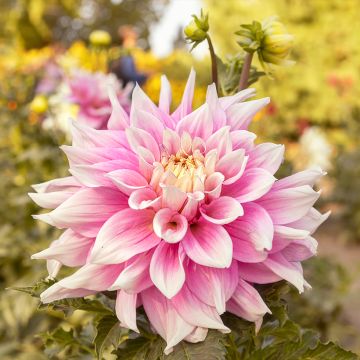 Dahlia décoratif Parasol