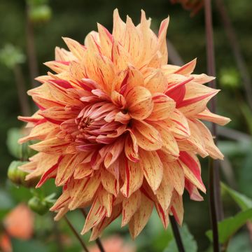 Dahlia décoratif Clown