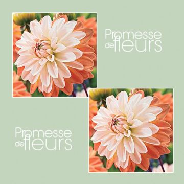 Dahlia Décoratif Coup de Soleil