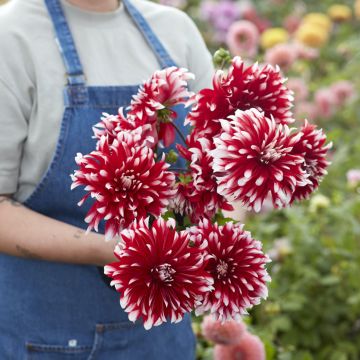 Dahlia décoratif Erna Panzer