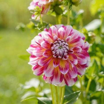 Dahlia décoratif Hawaii