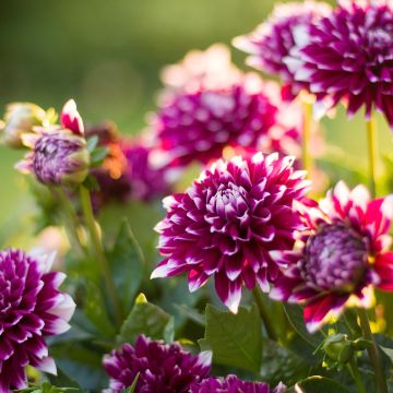 Dahlia Mistery Day