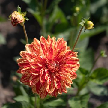 Dahlia decoratif Neo