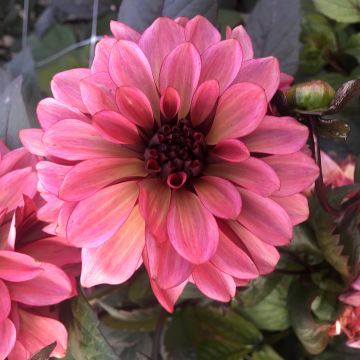 Dahlia décoratif Night Silence