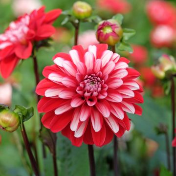 Dahlia décoratif Erna Panzer