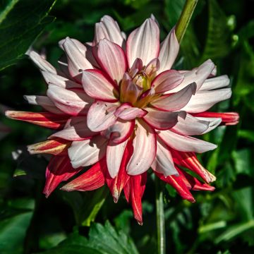 Dahlia Deuil du Roi Albert