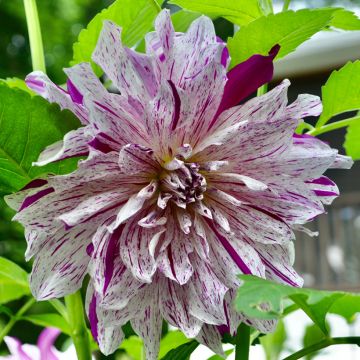 Dahlia Deuil du Roi Albert