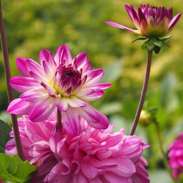 Dahlia décoratif Erna Panzer