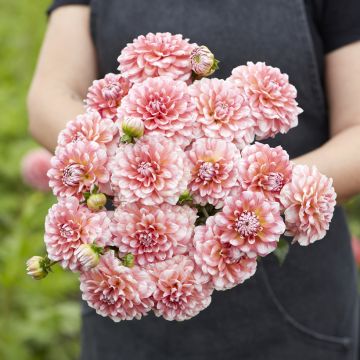 Dahlia décoratif Erna Panzer