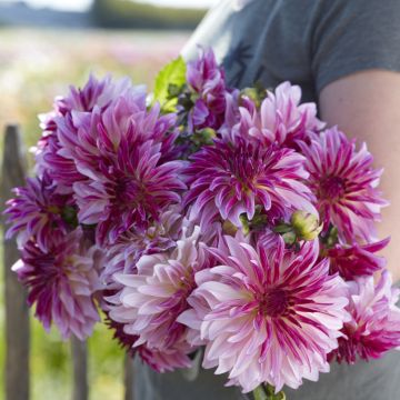 Dahlia décoratif Erna Panzer