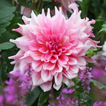 Dahlia géant Otto s Thrill