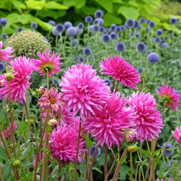 Dahlia semi cactus Fired Up