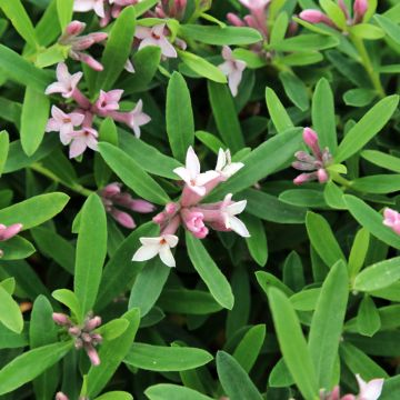 Daphne burkwoodii Somerset - Bois joli